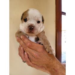 Old English Bulldog Pups