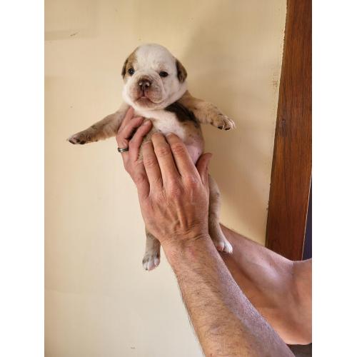 Old English Bulldog Pups