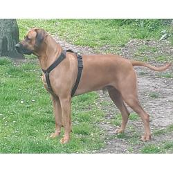 Rhodesian Ridgeback Pups