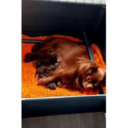 Super schattige choco Pomchi Pups!