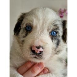 Blue merle kruising pup