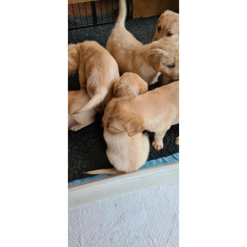 Te koop Gele Flatcoated Retriever Pups