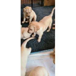 Te koop Gele Flatcoated Retriever Pups