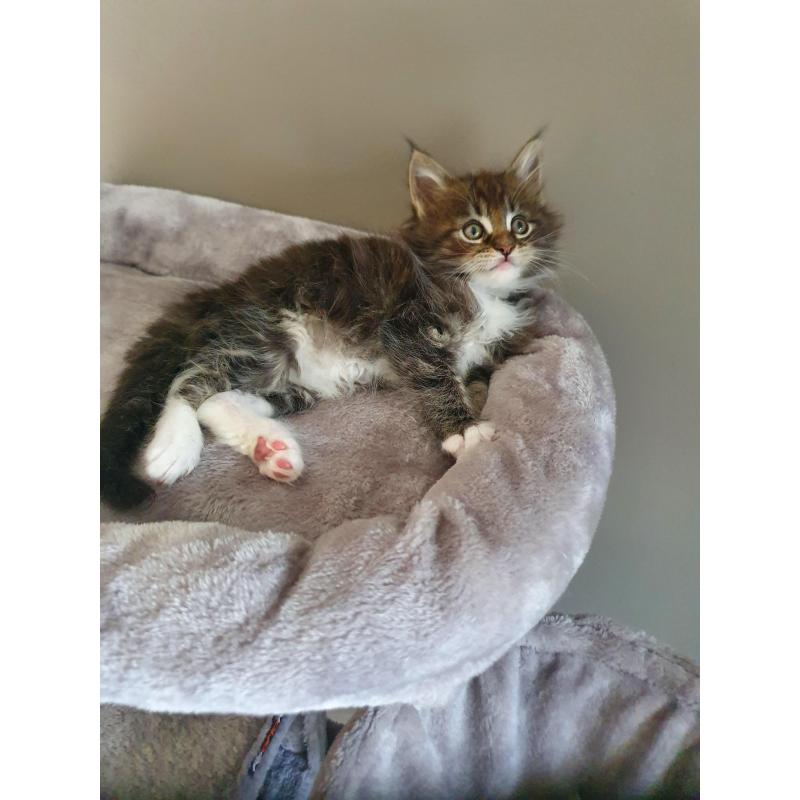 Maine coon kittens