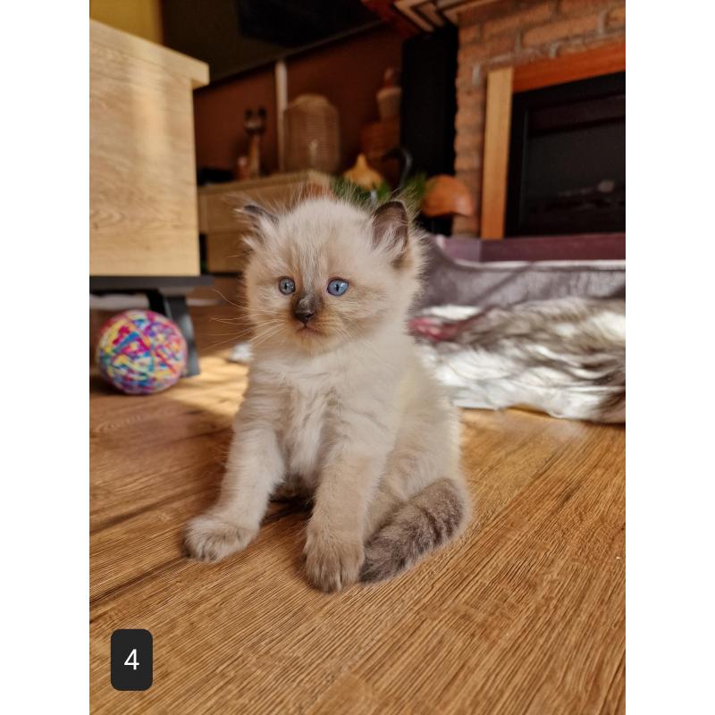 Ragdoll Kitten