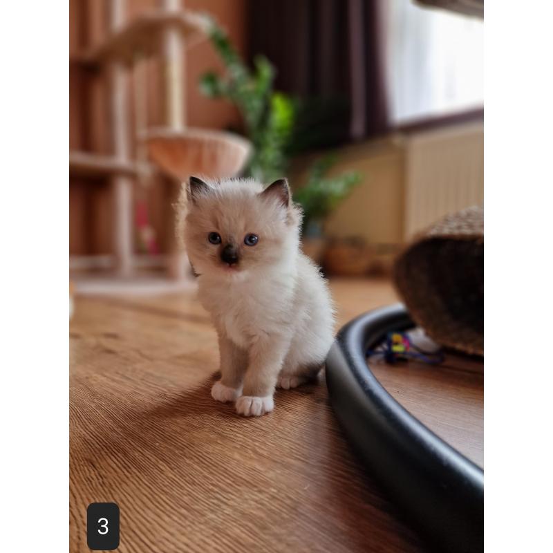 Ragdoll Kitten