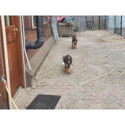 Te koop duitse  herder  Puppy.s  met stamboom