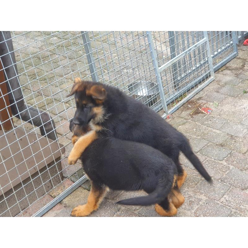 Te koop duitse  herder  Puppy.s  met stamboom