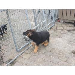 Te koop duitse  herder  Puppy.s  met stamboom