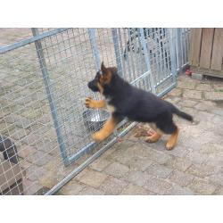 Te koop duitse  herder  Puppy.s  met stamboom