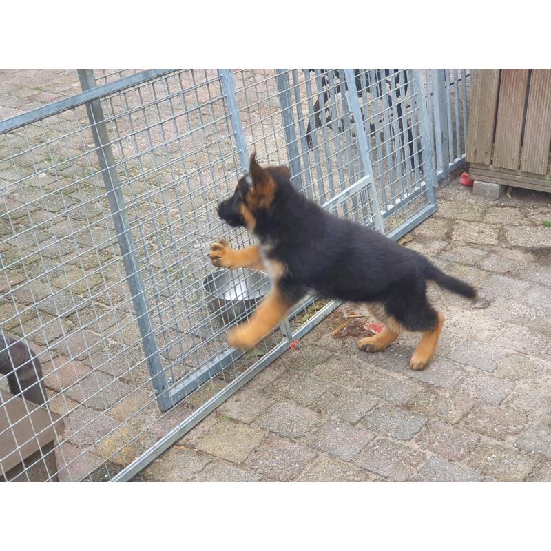 Te koop duitse  herder  Puppy.s  met stamboom