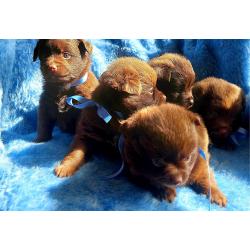 Super schattige choco Pomchi Pups!