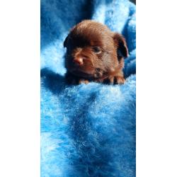 Super schattige choco Pomchi Pups!