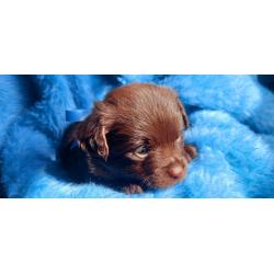 Super schattige choco Pomchi Pups!