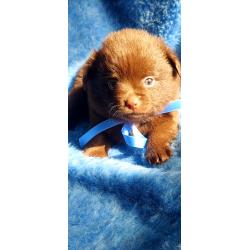 Super schattige choco Pomchi Pups!