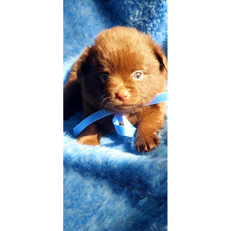 Super schattige choco Pomchi Pups!