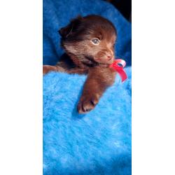 Super schattige choco Pomchi Pups!