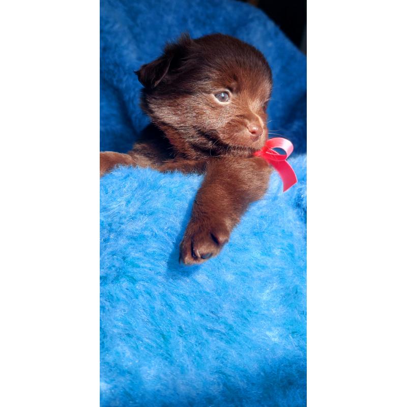 Super schattige choco Pomchi Pups!