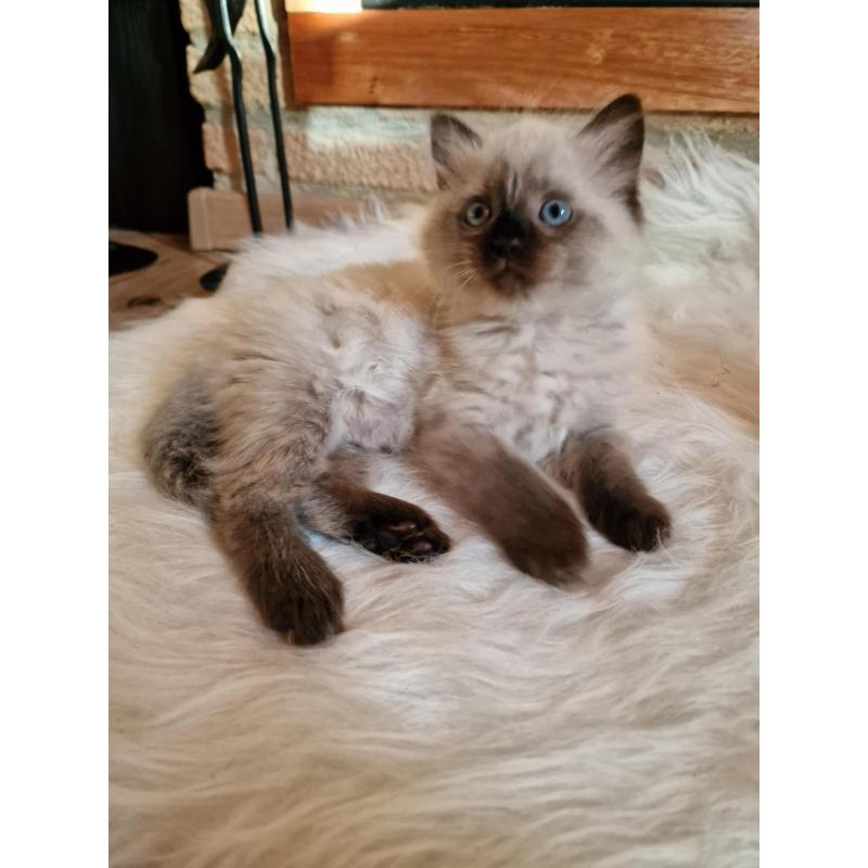 Ragdoll Kitten