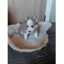 Prachtige pomsky puppys