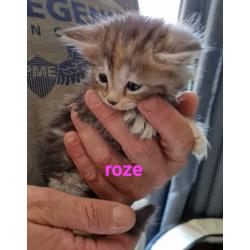 5 mooie 100%mainecoon kittens te koop