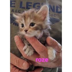 5 mooie 100%mainecoon kittens te koop