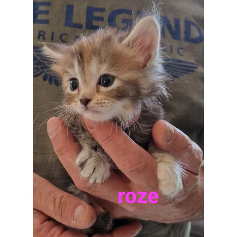 5 mooie 100%mainecoon kittens te koop