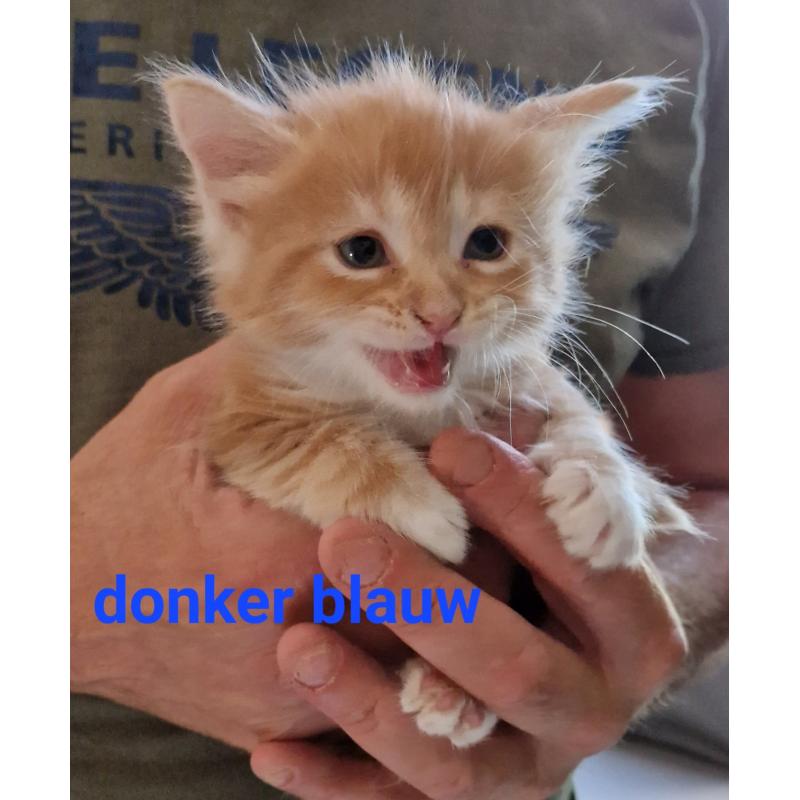 5 mooie 100%mainecoon kittens te koop