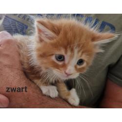 5 mooie 100%mainecoon kittens te koop