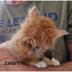 5 mooie 100%mainecoon kittens te koop