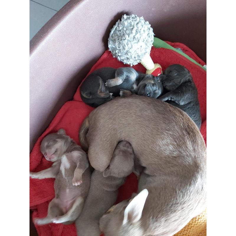 Chihuahua pups te koop