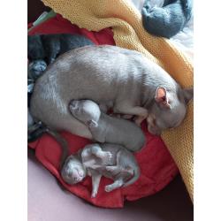 Chihuahua pups te koop