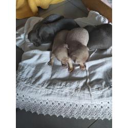 Chihuahua pups te koop