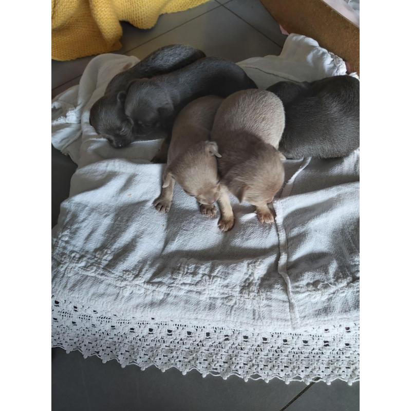 Chihuahua pups te koop