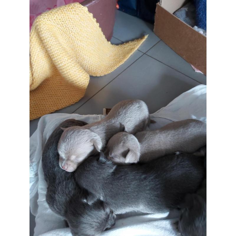 Chihuahua pups te koop