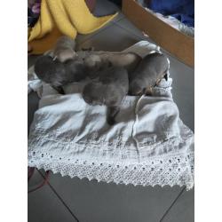 Chihuahua pups te koop