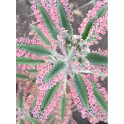 Kalanchoe pink butterfly stekjes