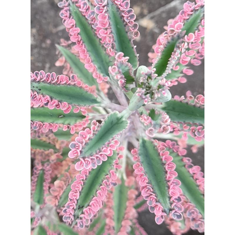 Kalanchoe pink butterfly stekjes