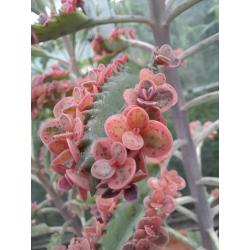 Kalanchoe pink butterfly stekjes