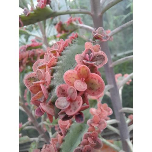 Kalanchoe pink butterfly stekjes