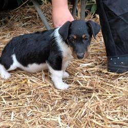 2 jack russell pups 8 weeken