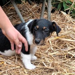 2 jack russell pups 8 weeken