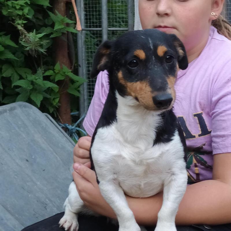 2 jack russell pups 8 weeken