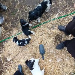 2 jack russell pups 8 weeken