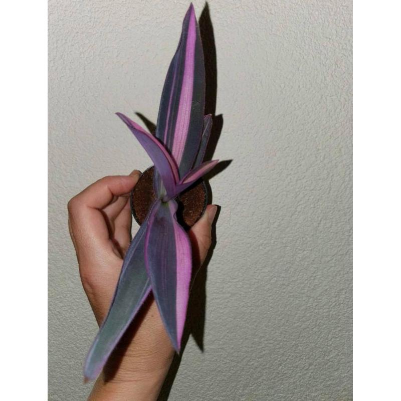 VERY RARE Tradescantia Pallida Pink Stripe