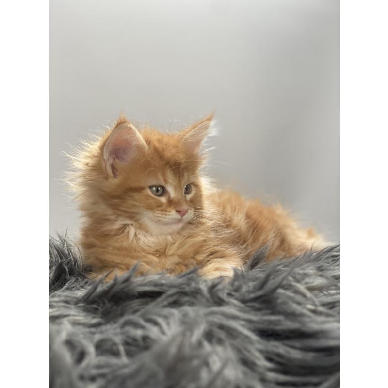 Maine Coon kitten