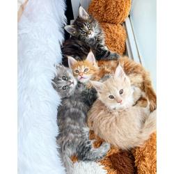 Maine Coon kitten