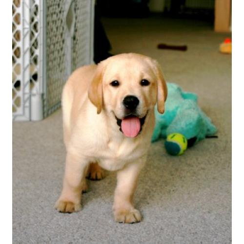 Blonde labrador puppy