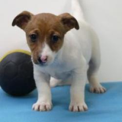 Jack Russell - Belgische pups te koop