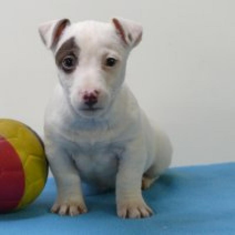 Jack Russell - Belgische pups te koop